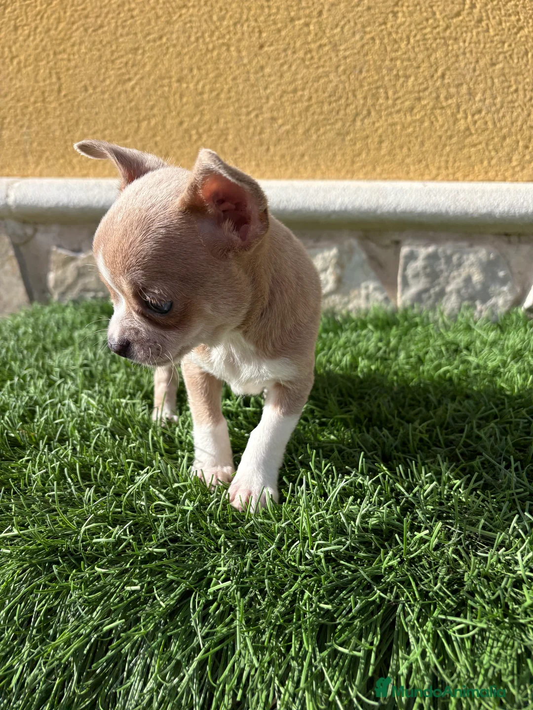 Chihuahua perros en venta: Chihuahua Toy tricolor macho - Anuncio 26