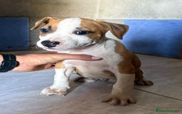 American Staffordshire-Terrier perros en venta: Machos Stafford - Imagen 2