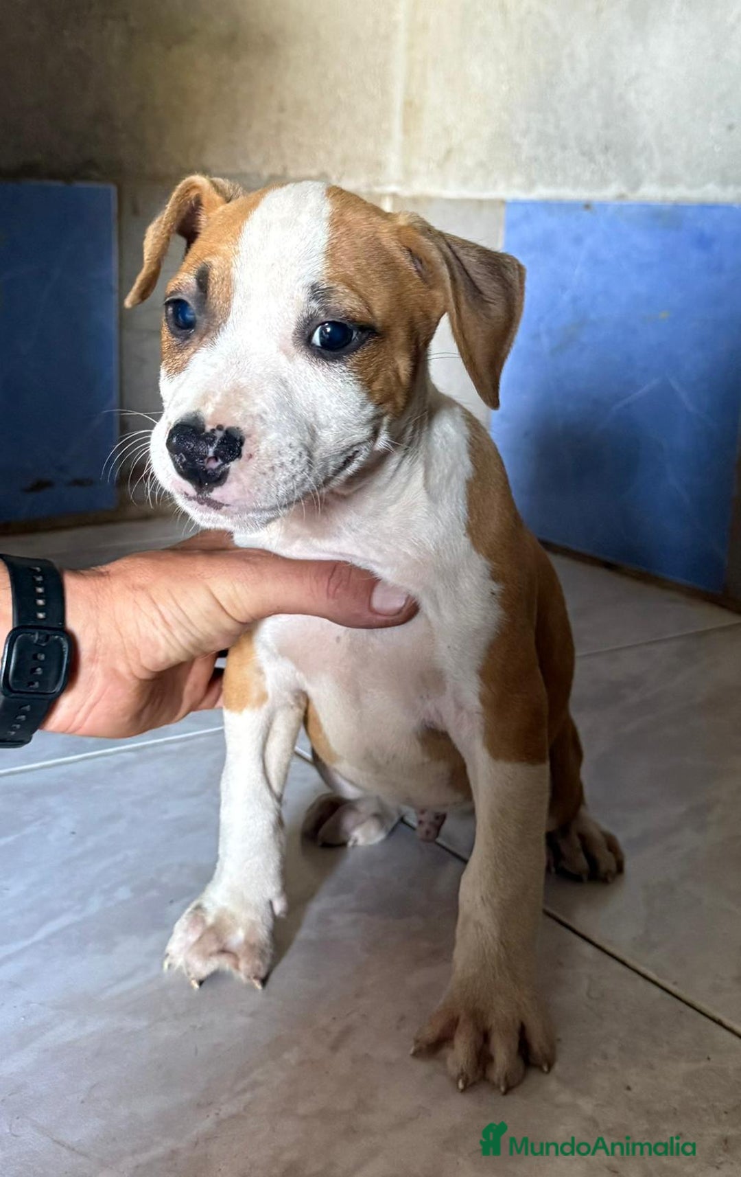 American Staffordshire-Terrier perros en venta: Machos Stafford - Imagen 2