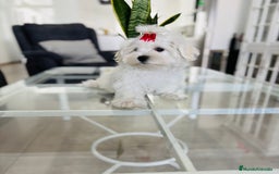 Bichón Maltés perros en venta: Cachorrito de bichon maltés macho calidad - Imagen 1