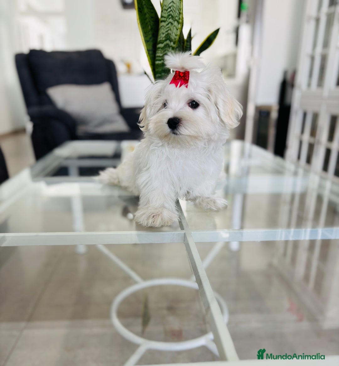 Bichón Maltés perros en venta: Cachorrito de bichon maltés macho calidad - Imagen 1