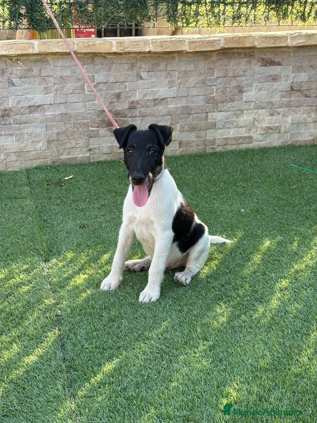 Fox Terrier de Pelo Liso perros en venta: Precioso cachorro de fox terrier  - Anuncio 7