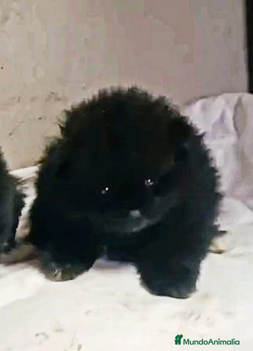 Pomerania perros en venta: HEMBRITA TOY DE POMERANIA - Anuncio 1