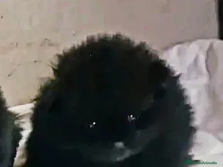 Pomerania perros HEMBRITA TOY DE POMERANIA - Anuncio 2