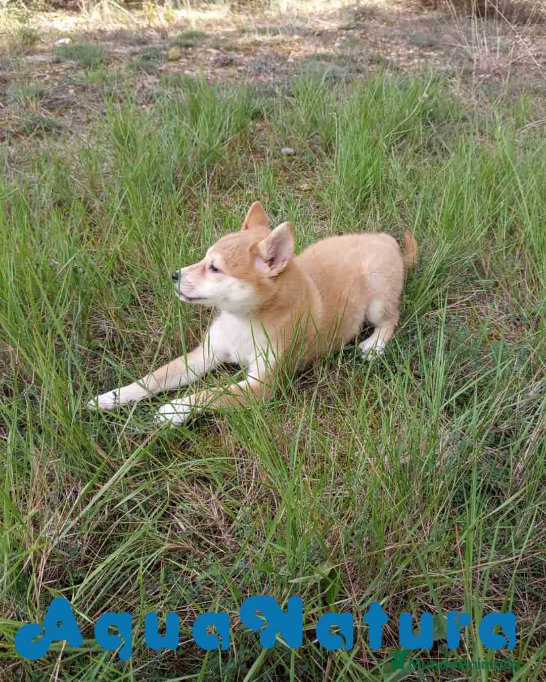Shiba Inu perros en venta: Shiba Inu Hembra de Alba y Simbad 1722 AQUANATURA - Anuncio 3