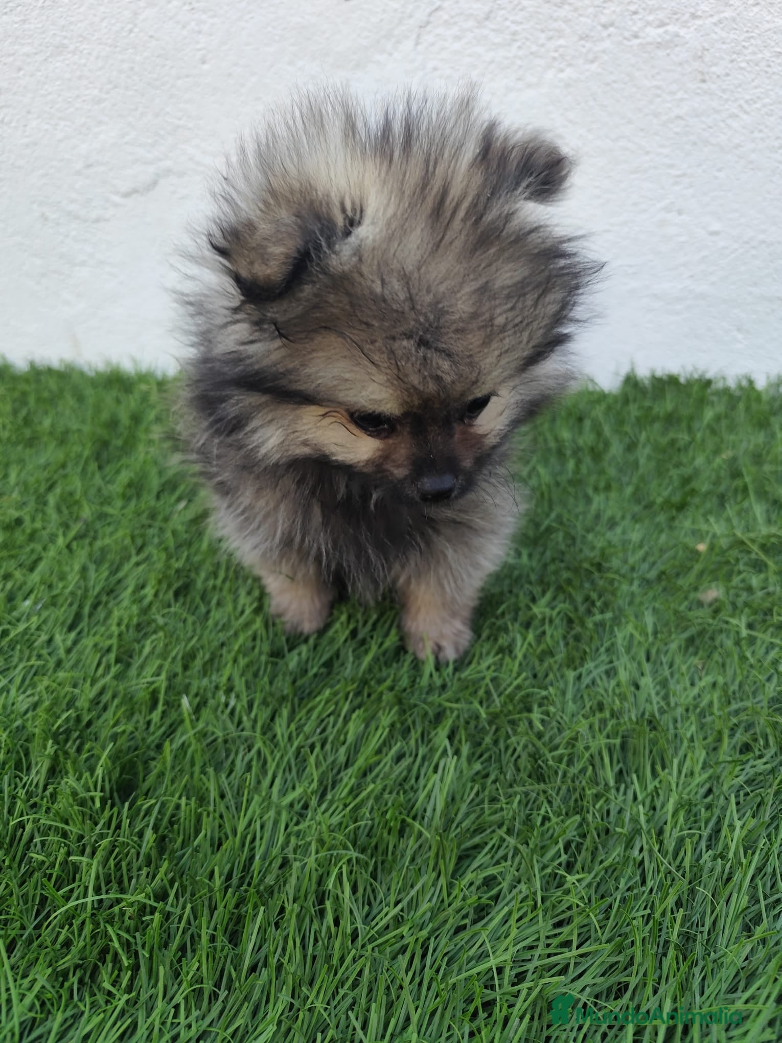 Pomerania perros en venta: Pomerania toy  - Anuncio 3