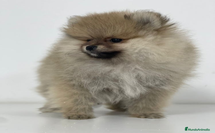 Pomerania perros - Propaganda 3