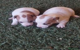 Jack Russell Terrier perros en venta: Jav rrasel  - Imagen 2