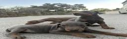 Dobermann perros en venta: Dóberman  - Anuncio 4