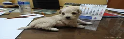 Maltipoo perros en venta: Preciosas hembras de Maltipoo  - Anuncio 3