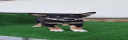 Shiba Inu perros en venta: Shiba Inu - Anuncio 6
