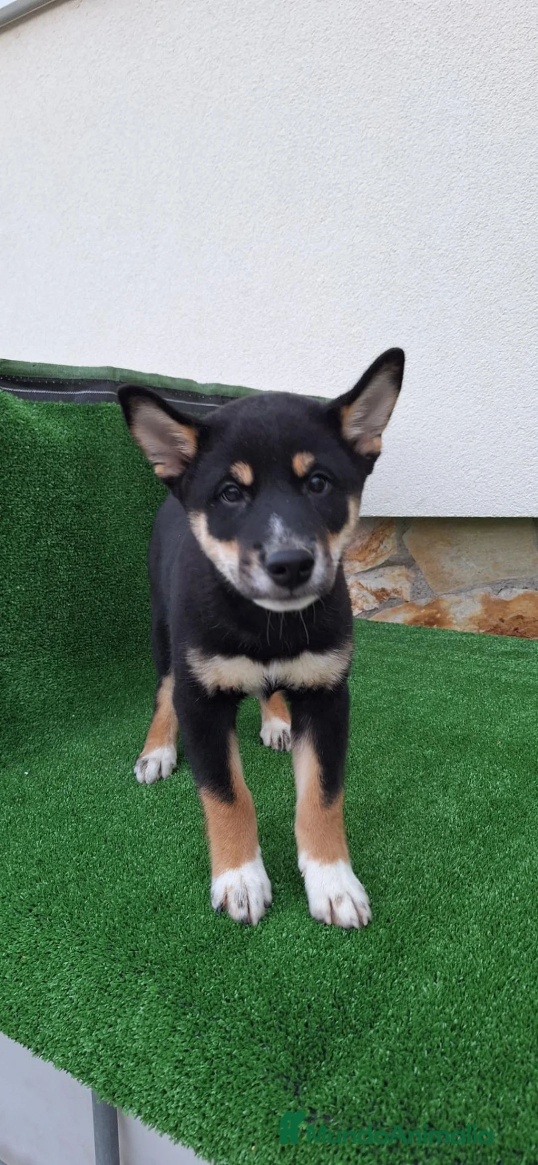 Shiba Inu perros en venta: Shiba Inu - Anuncio 6