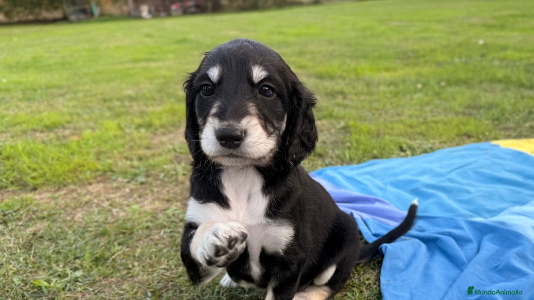 Saluki perros en venta: Camada de Salukis  - Imagen 39