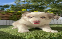 Border Collie perros en venta: BORDER COLLIE HEMBRA RED MERLE - Imagen 5