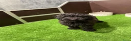 Caniche Enano perros en venta: CANICHE - Anuncio 1