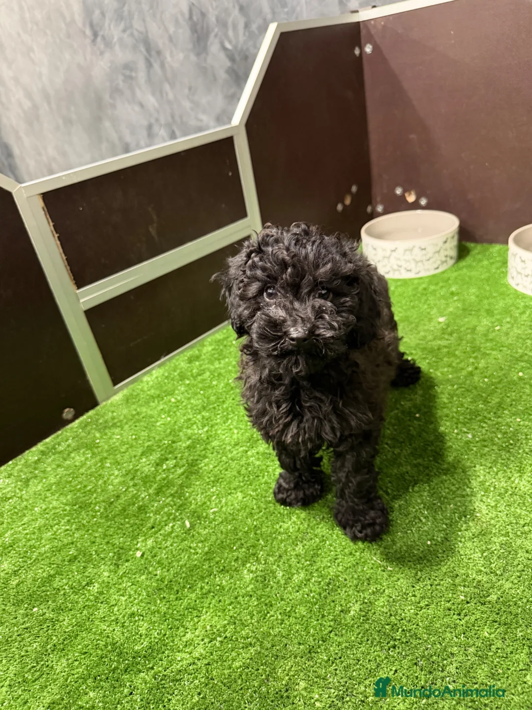 Caniche Enano perros en venta: CANICHE - Anuncio 1