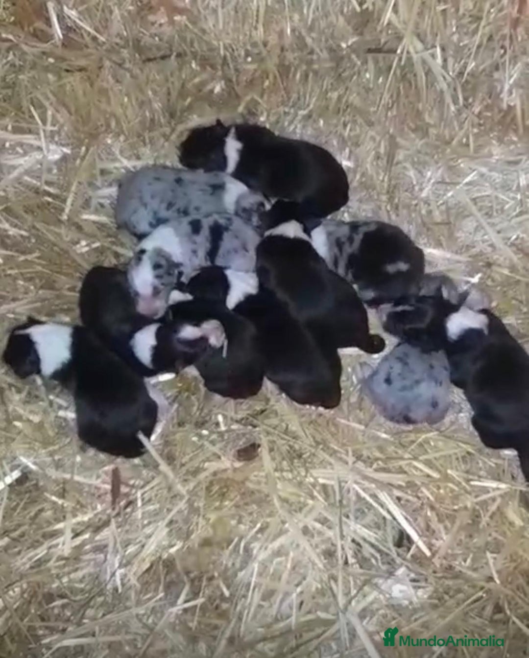 Border Collie perros en venta: Border collie nueva camada  - Anuncio 9