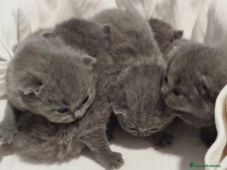 Británico de Pelo Corto Azul gatos British Shorthair azules - Anuncio 1