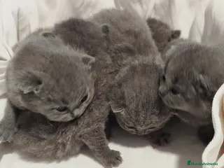 Británico de Pelo Corto Azul gatos British Shorthair azules - Anuncio 1