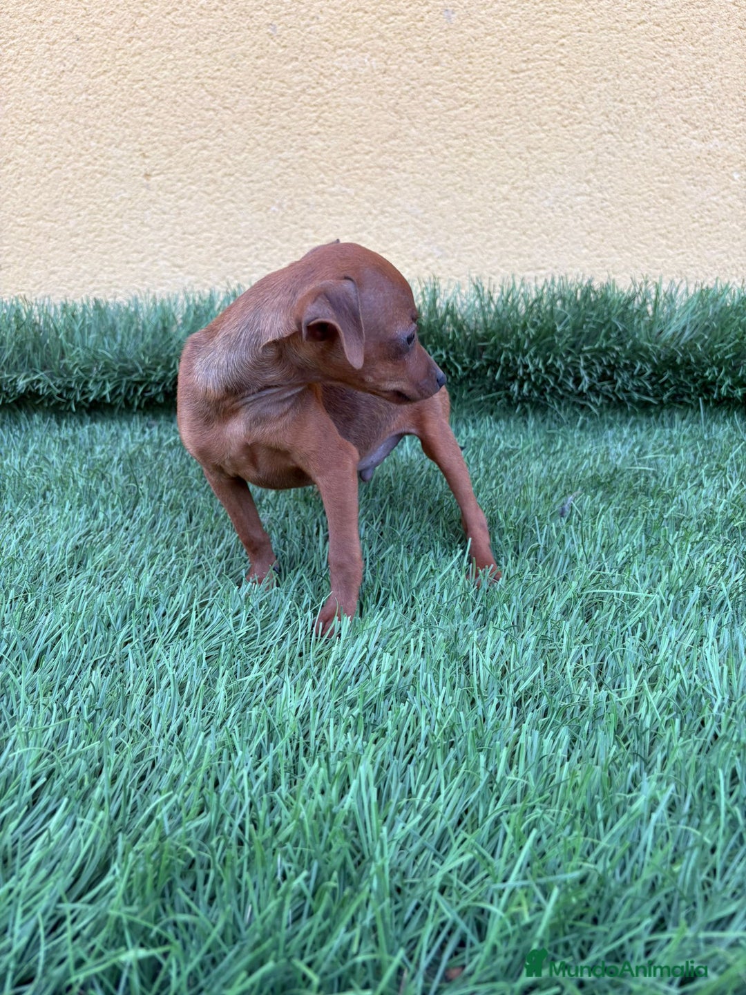 Pinscher Miniatura perros en venta: macho y hembra pinscher miniatura o mini pinscher - Imagen 13