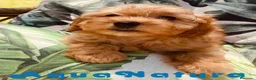 Bichón Habanero perros en venta: Havapoo Hembra de Haya y Alejo 6891 - AQUANATURA en Barcelona - Anuncio 3