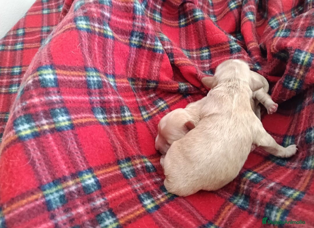 Maltipoo perros en venta: MALTIPOO - Anuncio 2