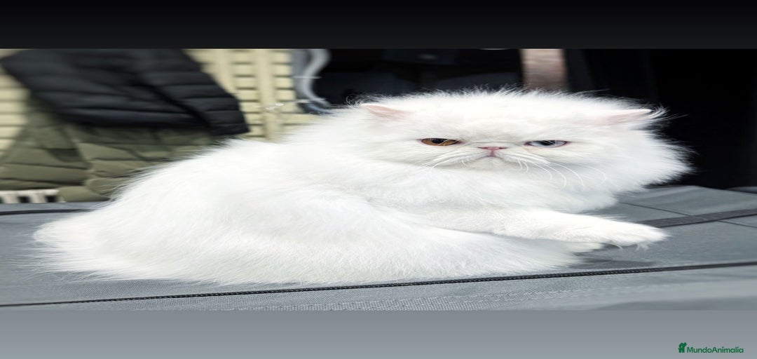 Imagen de galería {{count}}