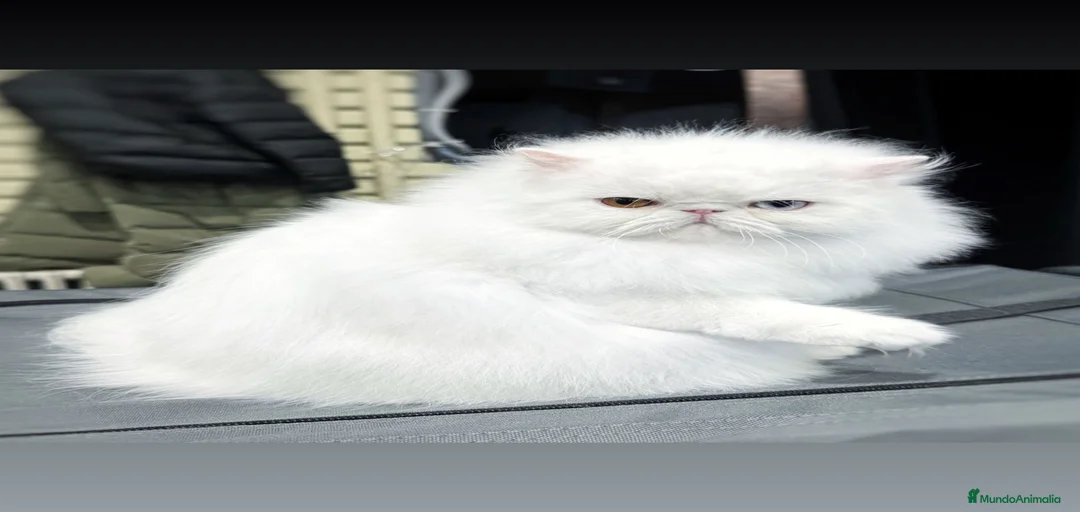 Imagen de galería {{count}}