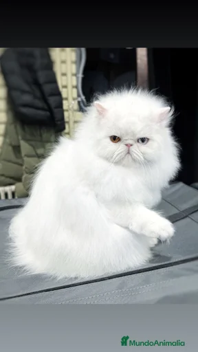 Imagen de galería {{count}}