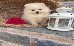 Pomerania perros en venta: Pomerania listo para entregar  - Imagen 3
