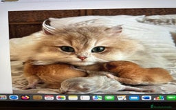 Británico de Pelo Corto gatos en venta: Gatitos British golden de pelo corto - Imagen 15