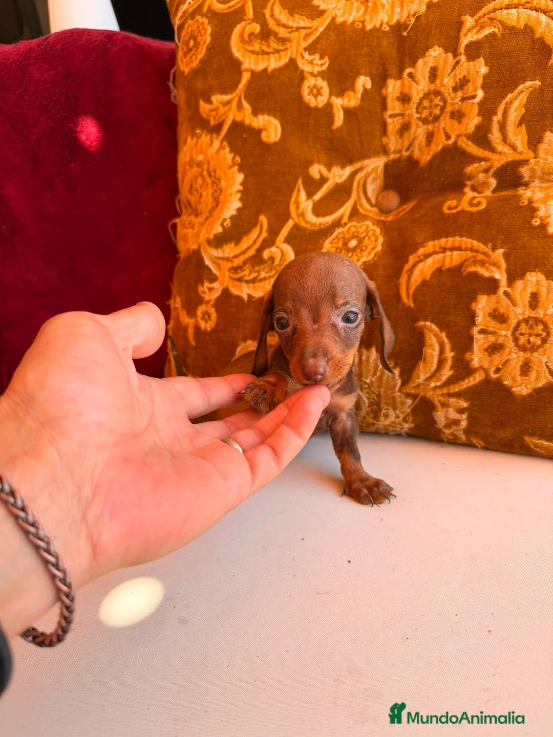 Teckel Miniatura perros en venta: TECKEL HEMBRA CHOCOLATE – TAMAÑO KANINCHEN - Anuncio 8