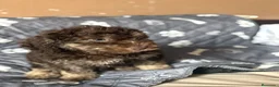 Perro de Agua Español perros en venta: Última hembra de perro de aguas!! - Anuncio 7