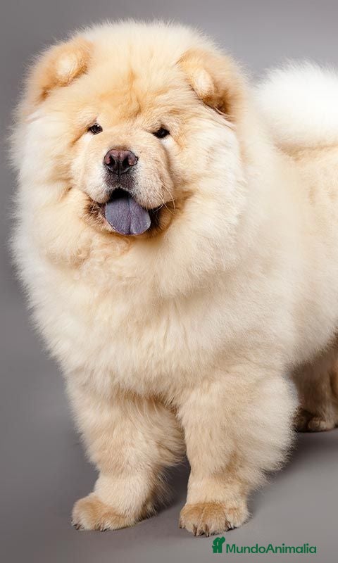 Chow Chow perros Chow Chow Crema macho disponible  - Anuncio 35