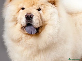 Chow Chow perros Chow Chow Crema macho disponible - Anuncio 35