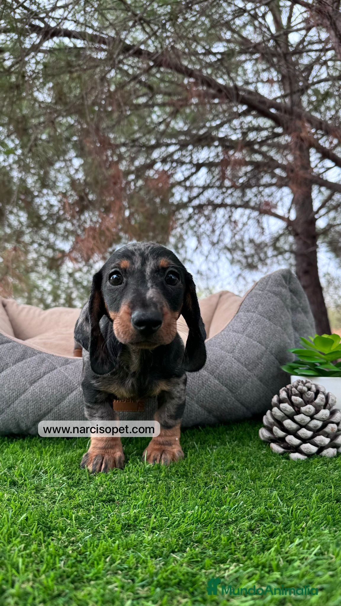 Teckel Miniatura perros TECKEL ARLEQUIN PLATA MACHO - Anuncio 39