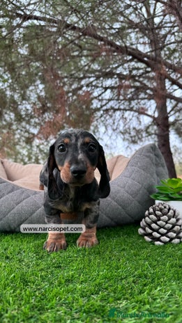 Teckel Miniatura perros TECKEL ARLEQUIN PLATA MACHO - Anuncio 13