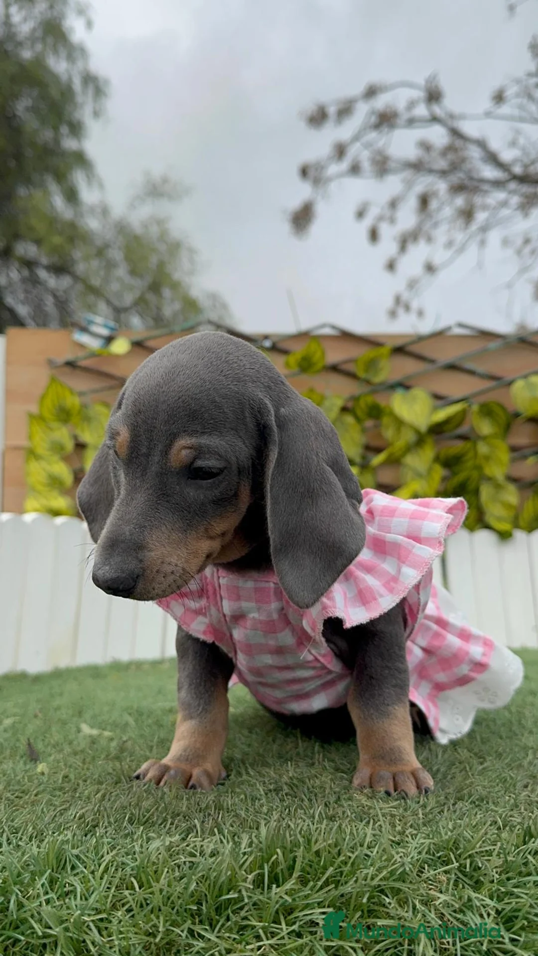 Teckel Miniatura perros en venta: TECKEL MINIATURA - Anuncio 10