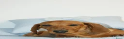 Teckel Miniatura perros en venta: CACHORRITO DE TECKEL MINI ROJO - Anuncio 2