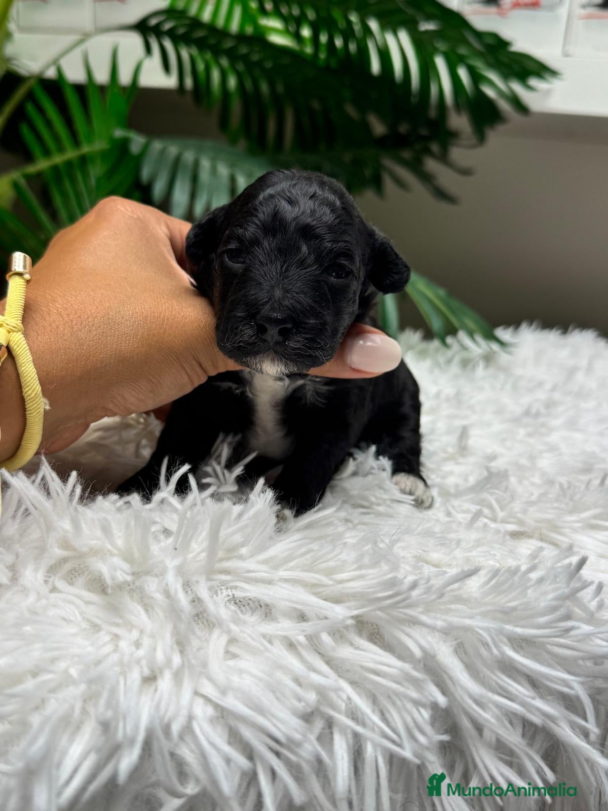 Raza Mixta perros en venta: CANICHE HEMBRA - Anuncio 11