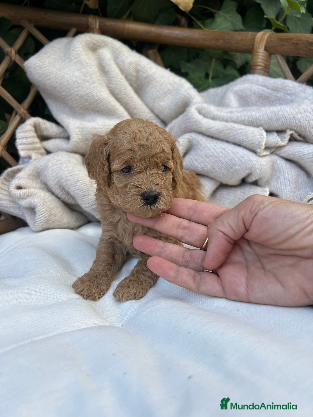 Caniche Toy perros en venta: caniche  - Imagen 6