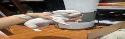 Chihuahua perros en venta: Preciosa camada de chihuahuas  - Anuncio 2