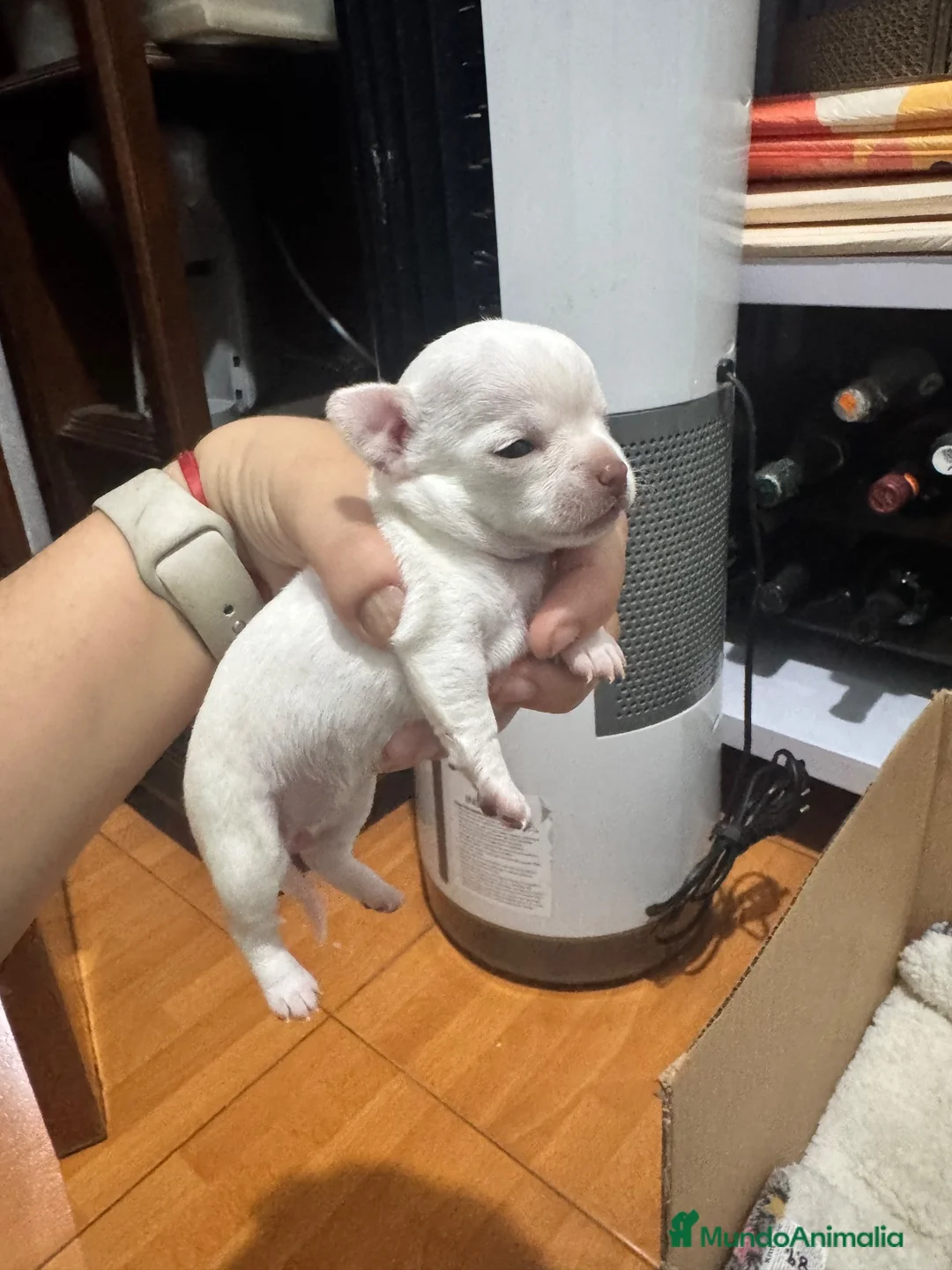 Chihuahua perros en venta: Preciosa camada de chihuahuas  - Anuncio 2