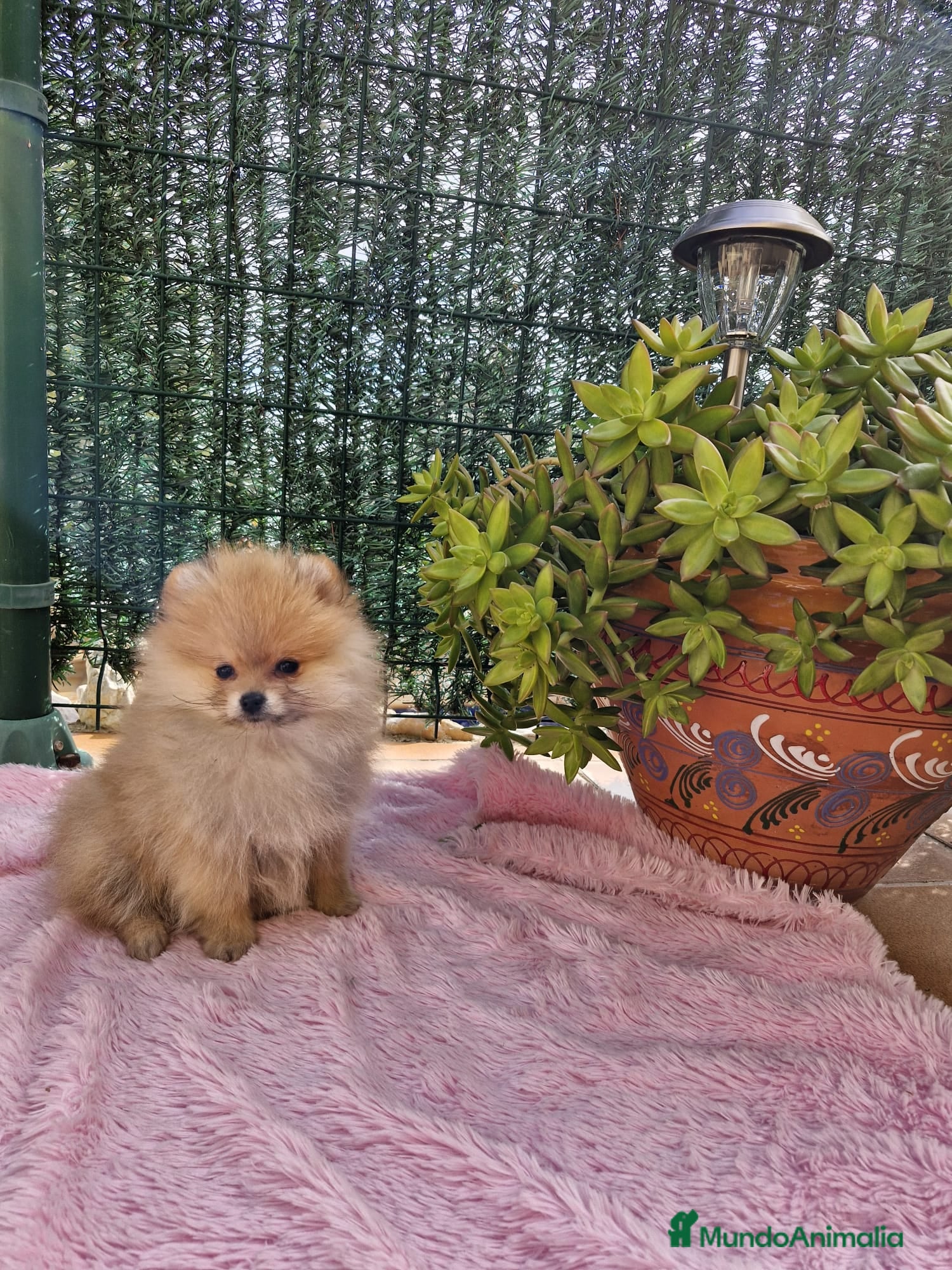 Pomerania perros Lulú de Pomerania - Anuncio 1