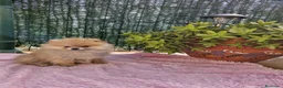 Pomerania perros en venta: Lulú de Pomerania - Anuncio 1