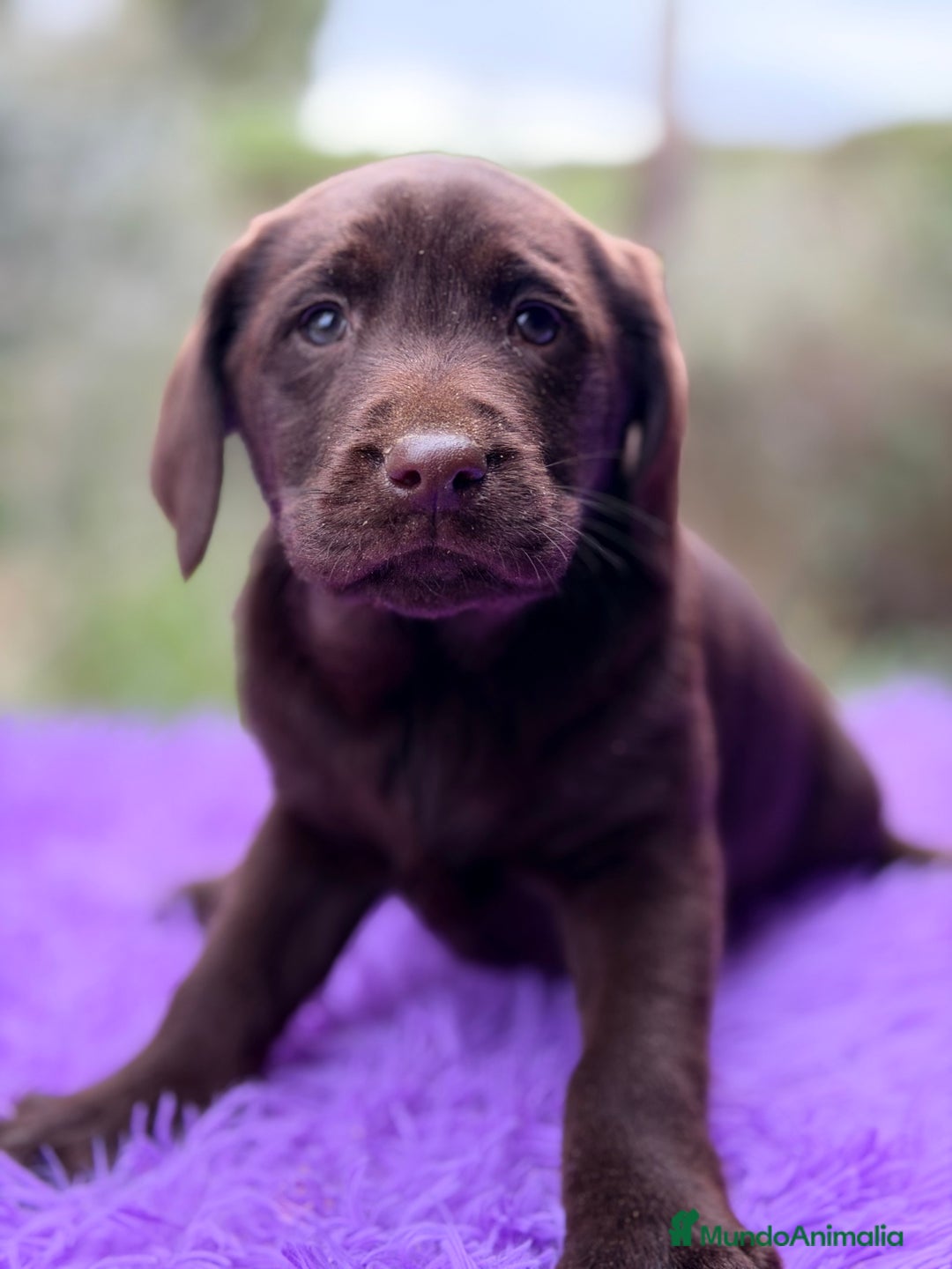 Labrador Retriever perros en venta: Labradora chocolate  - Anuncio 6