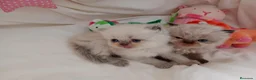 Persa gatos en venta: Gatitos persa y malayo - Anuncio 8