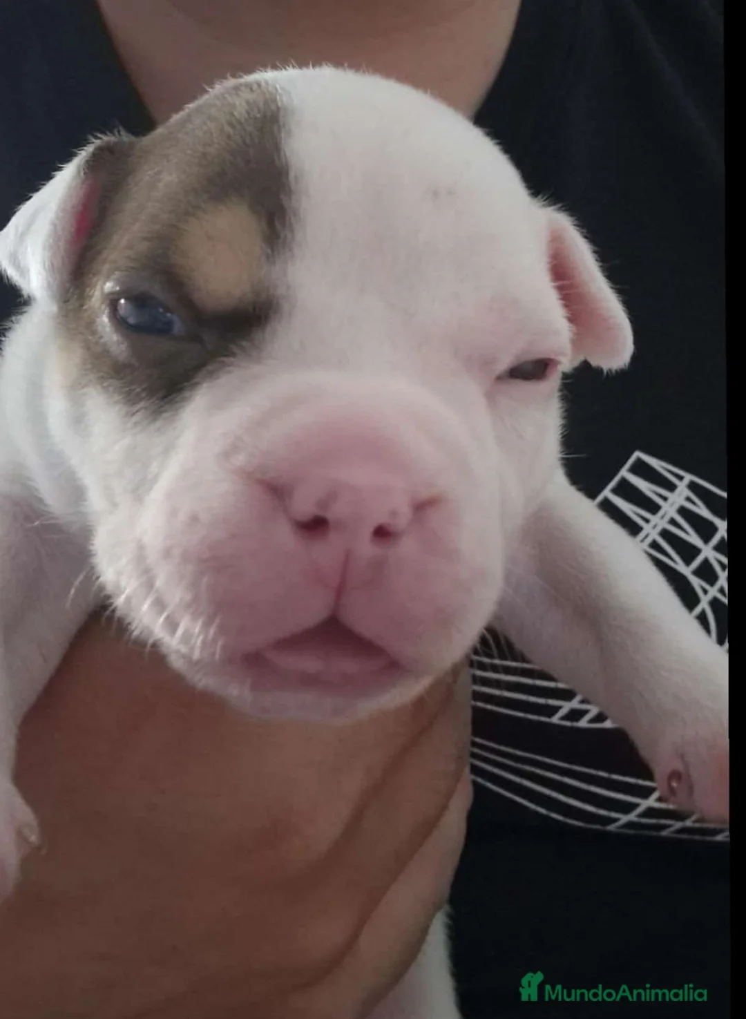 American Bully perros en venta: American Bully  - Anuncio 6