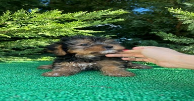 Yorkshire Terrier perros - Anuncio 10