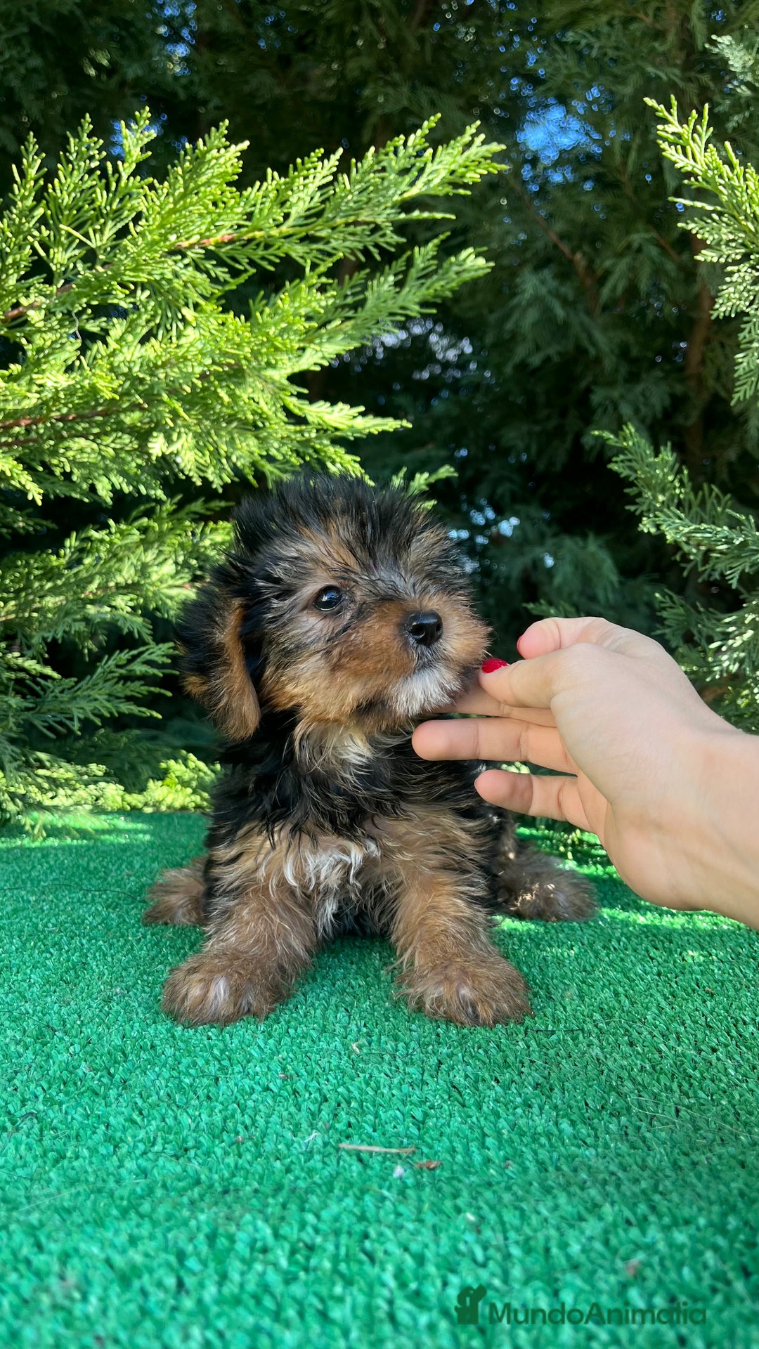 Yorkshire Terrier perros en venta: Camada de Yorkshire Terrier  - Imagen 2